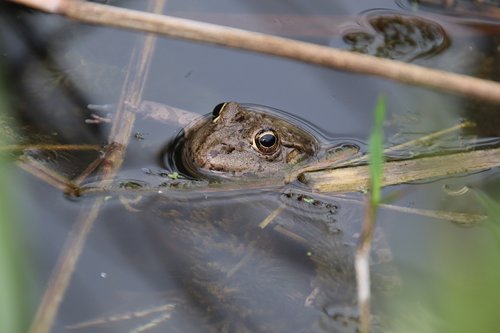 frog  amphibians  aquatic animals