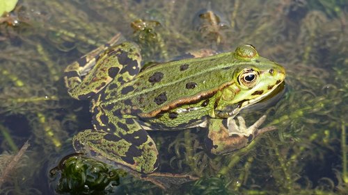 frog  amphibian  green