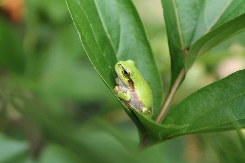 frog  creatures  leaf