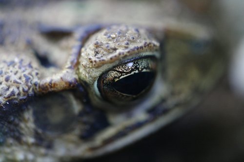 frog  amphibian  closeup