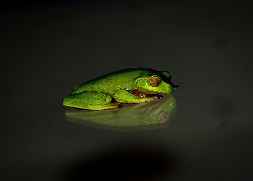 frog wildlife green