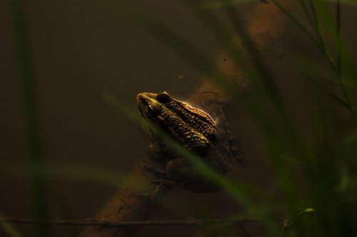 frog  toad  amphibian