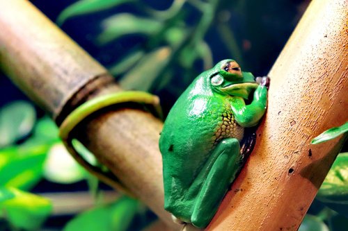 frog  animal  green