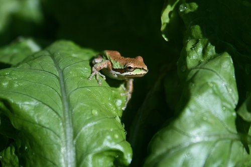 frog  garden  green