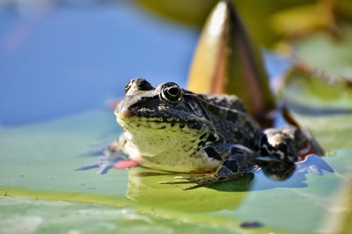 frog  toad  amphibians