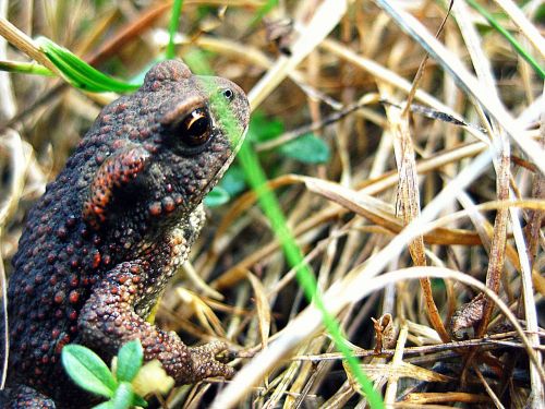 frog amphibian small