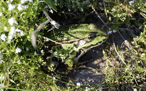 frog  nature  grass