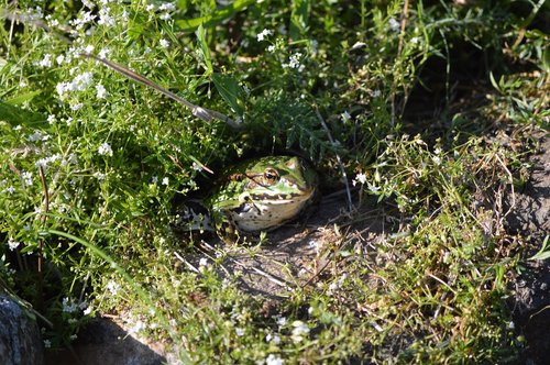 frog  grass  green