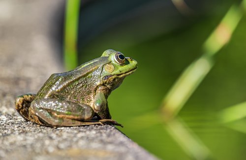 frog  water frog  amphibian