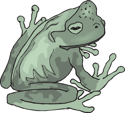 frog amphibian tropical