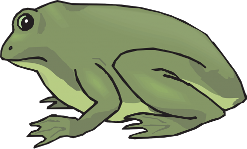 frog amphibian tropical