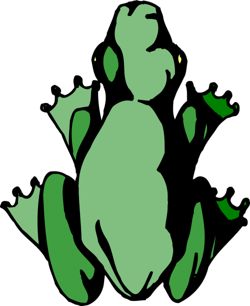frog amphibian rainforest