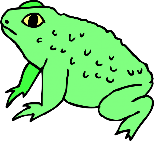 frog amphibian warty