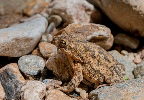 frog toad amphibian