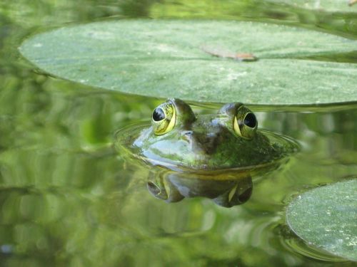 frog pond reflection