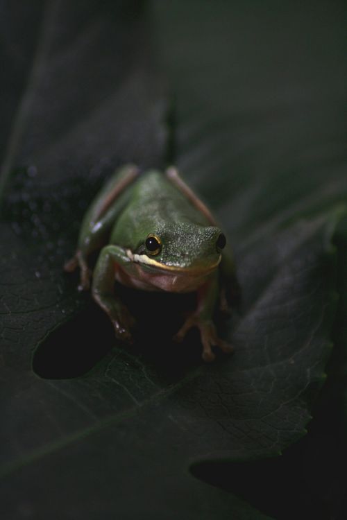 frog animal pet
