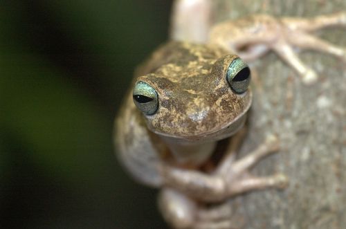 frog venezuela nature