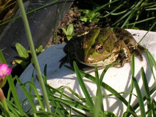 frog pond garden