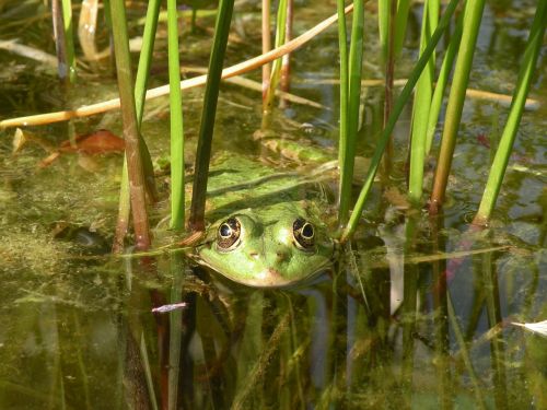 frog green nature