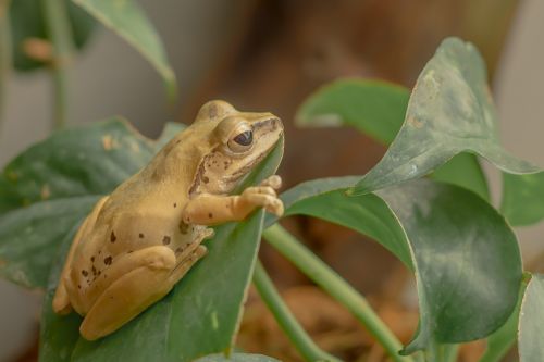 frog amphibian leaves