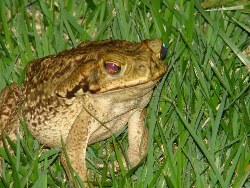 frog animal nature