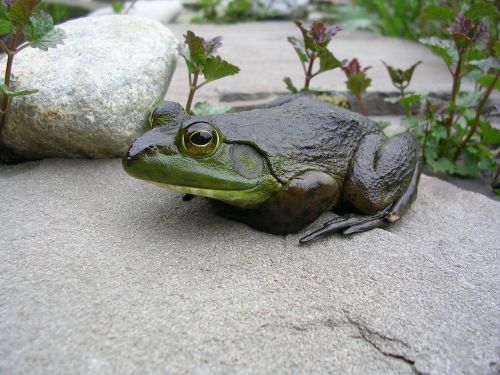 frog sitting rock