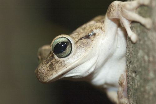 frog eye venezuela