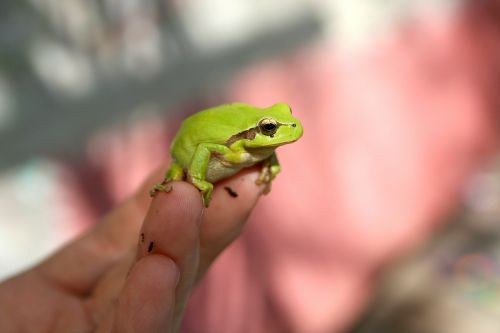 frog hand animal