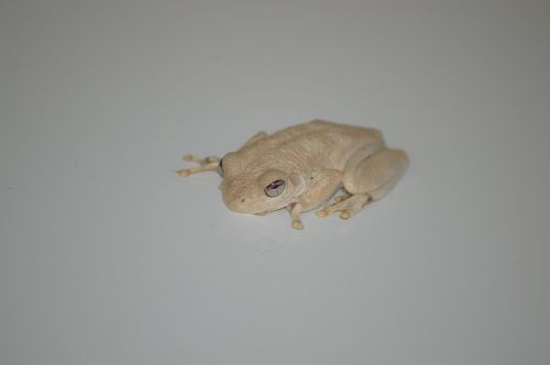 frog amphibian animal
