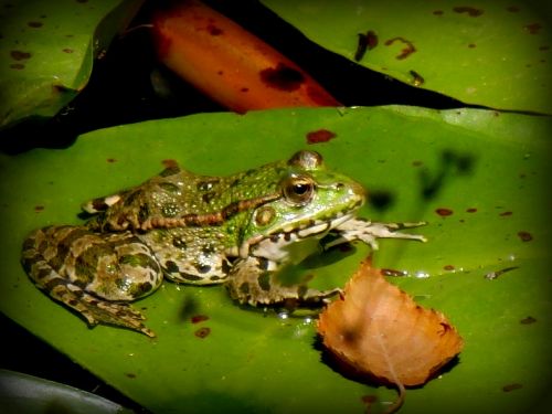 frog gerardo water lily