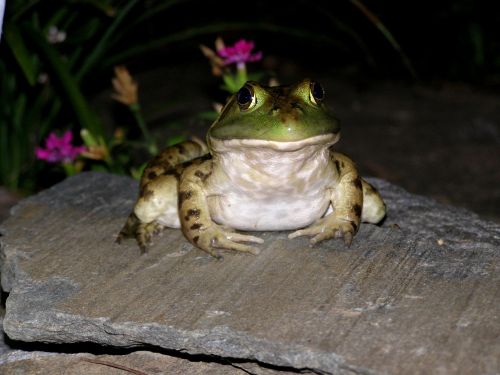 frog toad green