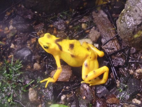 frog yellow colorful