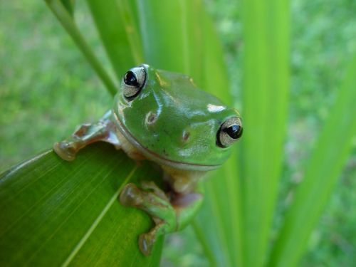 frog portrait macro
