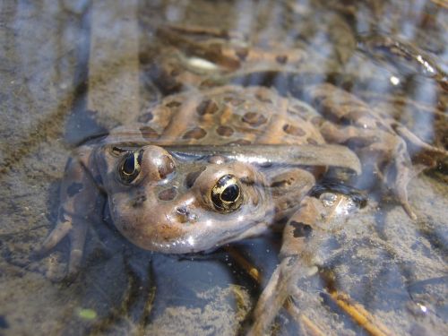 frog leopard amphibian