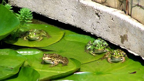 frog garden pond water lily leaves