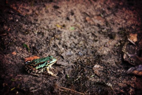 frog animal mud