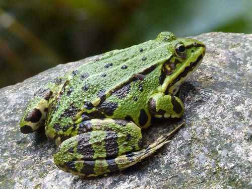 frog pond water