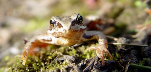 frog green amphibian