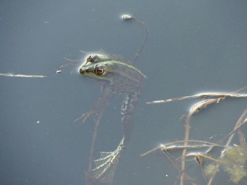 frog lake swimming
