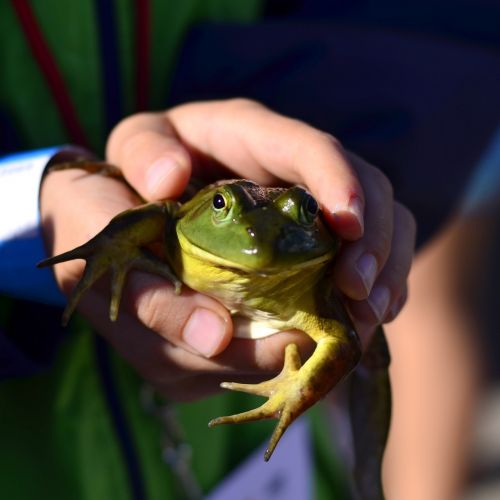 frog fair boy