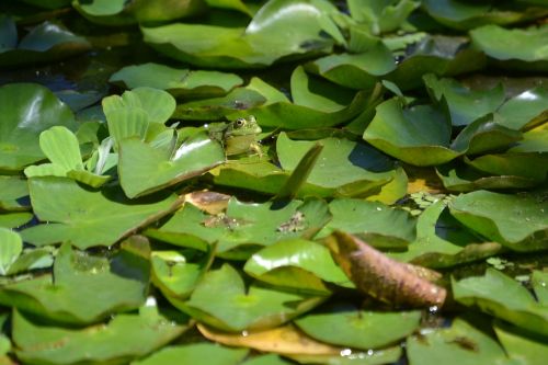 frog frogs amphibians