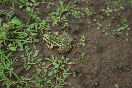 frog nature ecology