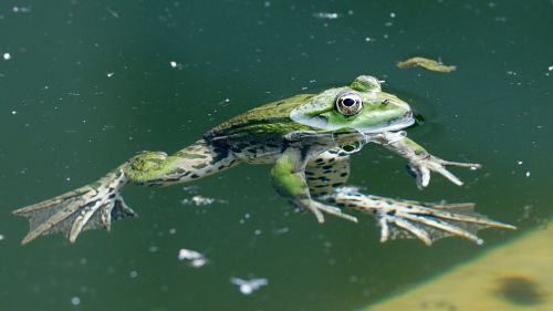 frog amphibians watch