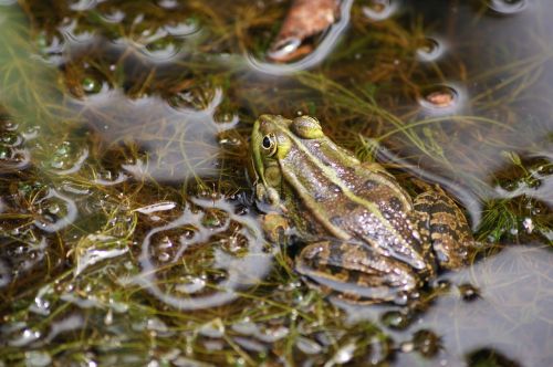 frog water amphibian