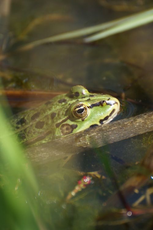 frog pond toad