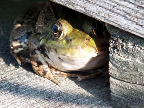 frog nature amphibian