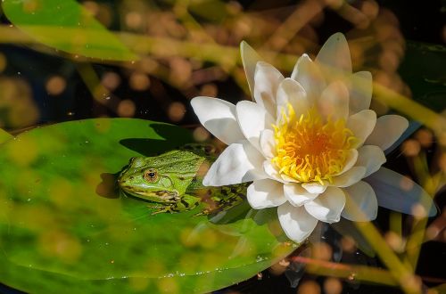 frog water lily pond