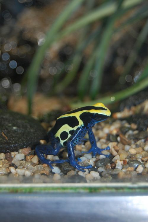 frog blue yellow toxic