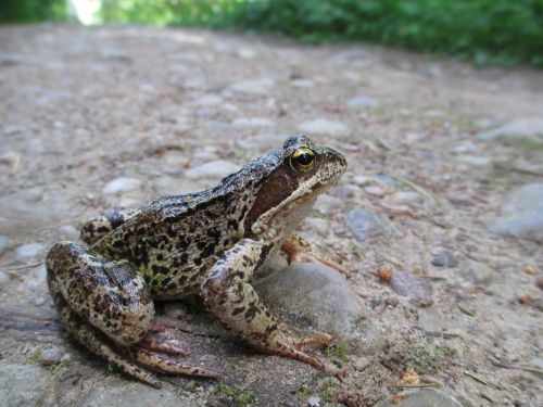 frog amphibian prince