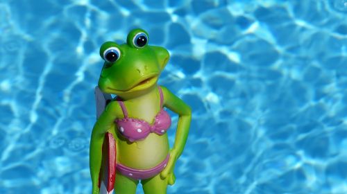 frog summer water